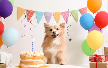 Chì avete bisognu per una festa di anniversariu per animali?